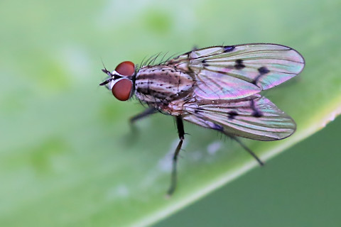 Muscid Fly (Helina sp) (Helina sp)